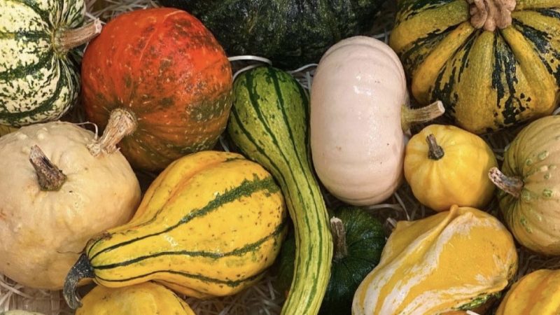 Array of colourful pumpkins.